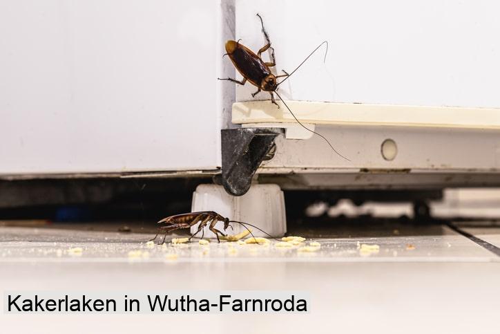 Kakerlaken in Wutha-Farnroda